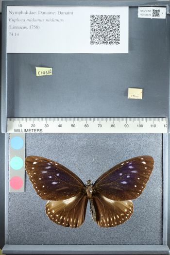 Media type: image;   Entomology 159479